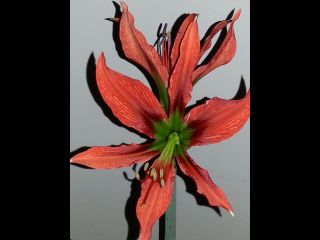 Rare Hippeastrum Aulicum Seeds Flowers