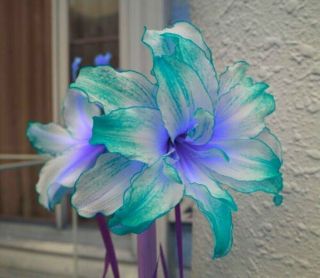 Hybrid Bonsai Amaryllis Hippeastrum Bulb Perennial Rare Flowers Blue Green Lace