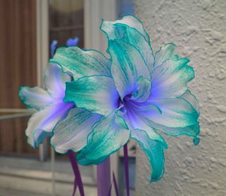 Hybrid Bonsai Amaryllis Hippeastrum Bulbs Perennial Rare Flowers Blue Green Lace