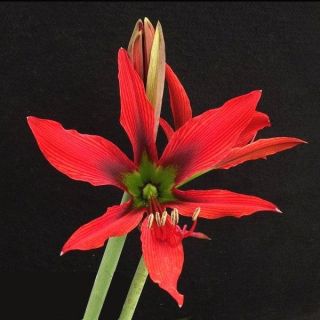 Huge Hippeastrum Aulicum - Extremely Rare Bulbous Ornamental Plant,  Geophyte
