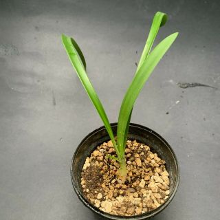 Hippeastrum Verdianum - Extremely Rare Species Bulb 1.  4 Cm