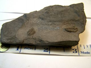 Belgium Lower Rare Mississippian Double Griffitides Trilobite Prone Display