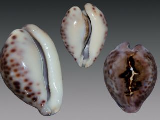 Seashell Cypraea Teulerei Outstanding Pattern Purple 50.  1 Mm