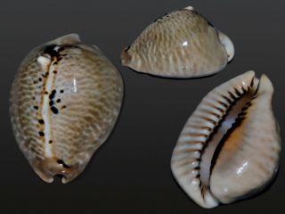 Seashell Cypraea Mus Bicornis Wide Very Big 61.  1 Mm