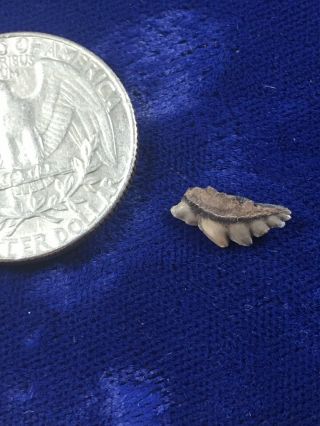 Rare Symphyseal Notorynchus Primigenius Fossil Sevengill Cow Shark Tooth Belgium