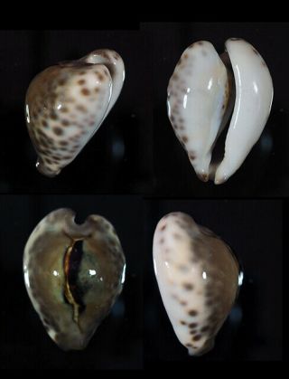 Cypraea Teulerei - Top Seashells -