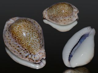 Seashell Cypraea Turdus Winckworthi Fantastic Monster Hypercallus 48.  8 Mm