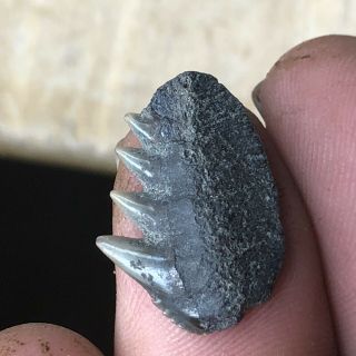 Fossil Cow Shark Tooth Miocene Age From Hoevenen Belgium