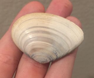 Belgium Fossil Bivalve Angulus Benedeni Pliocene Fossil Age Shell Clam