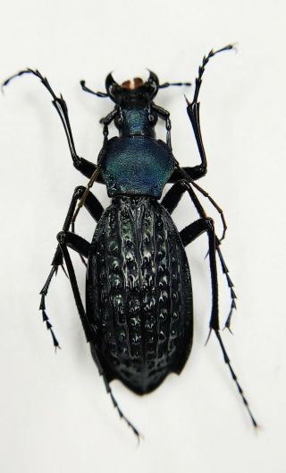 Carabidae,  Carabus Sp,  Apotomopterus,  A1,  Rare,  China