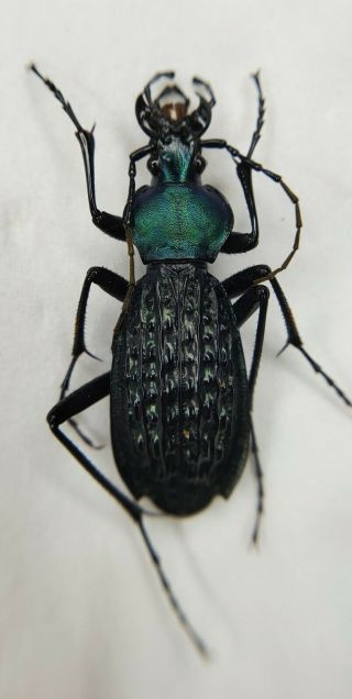 Carabidae,  Carabus Sp,  Apotomopterus,  Rare,  Blue,  40mm,  China