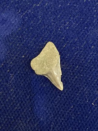 Rare Xiphodolamia Ensis Fossil Eocene Shark Tooth Belgium