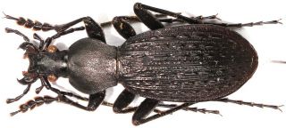 8.  Carabidae - Carabus (apotomopterus) Torquatus Ssp.  Fujianicus.  Male,  Rare