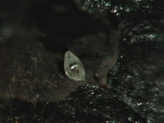 Anglesite Rare Mineral Micromount From Belgium