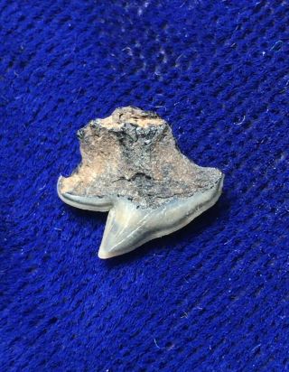 Rare Somniosus Microcephalus Fossil Greenland Shark Tooth Belgium