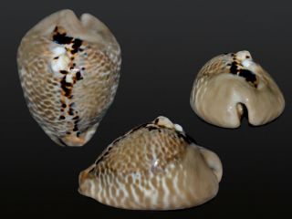 Seashell Cypraea Mus Bicornis Dark Very Horned And Wide Specimen 55.  2 Mm