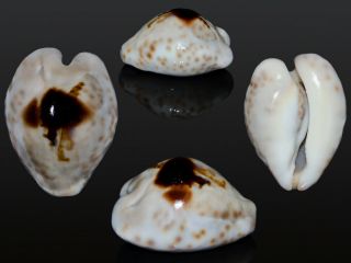 Seashell Cowrie Cypraea Teulerei Outstanding Dark Pattern Superba Dark 48.  1 Mm