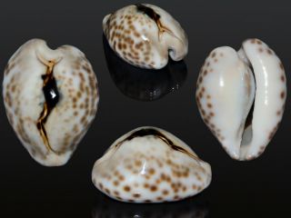 Seashell Cypraea Teulerei Fantastic Pattern Colorful 44.  1 Mm