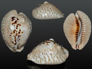 Seashell Cypraea Mus Bicornis Very Horned And Wide Specimen 52.  1 Mm