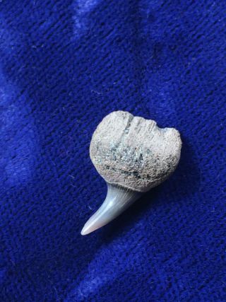 Parasymphyseal Notorynchus Primigenius Fossil Seven - Gill Cow Shark Tooth Belgium