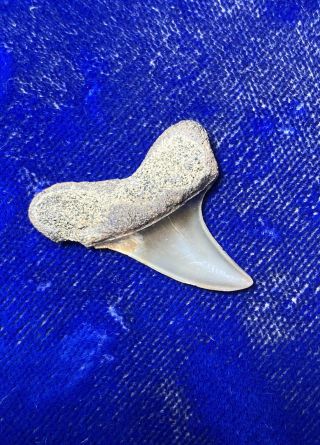 Isurus Paucus Fossil Longfin Mako Shark Tooth Belgium