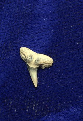 Physogaleus Secundus Fossil Eocene Shark Tooth Belgium